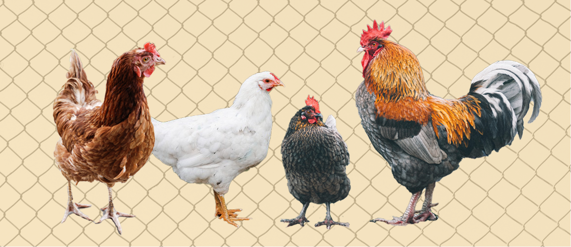 What is Chicken Wire? Blog BS Fixings