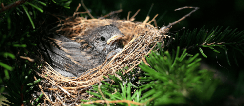 It’s Time to Prepare for Nesting Season
