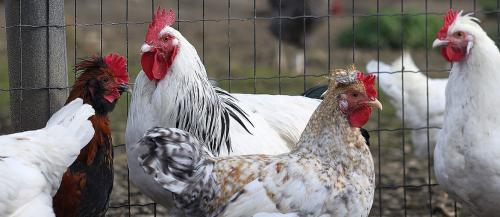 How to Build a Chicken Coop with Chicken Wire Mesh