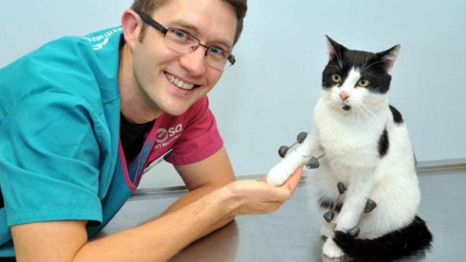 How Did Steel Save This Clumsy Cat? Find Out Here